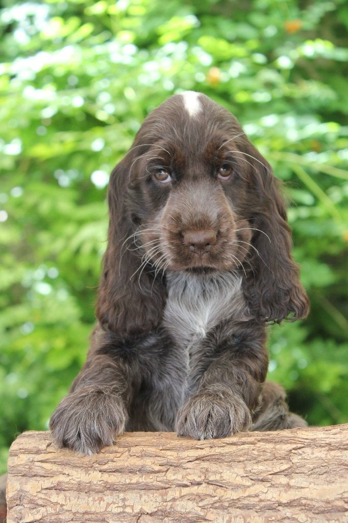 engelse cocker spaniel pups met stamboom (gereserveerd), Dieren en Toebehoren, 8 tot 15 weken, Meerdere, Meerdere dieren, Spaniël