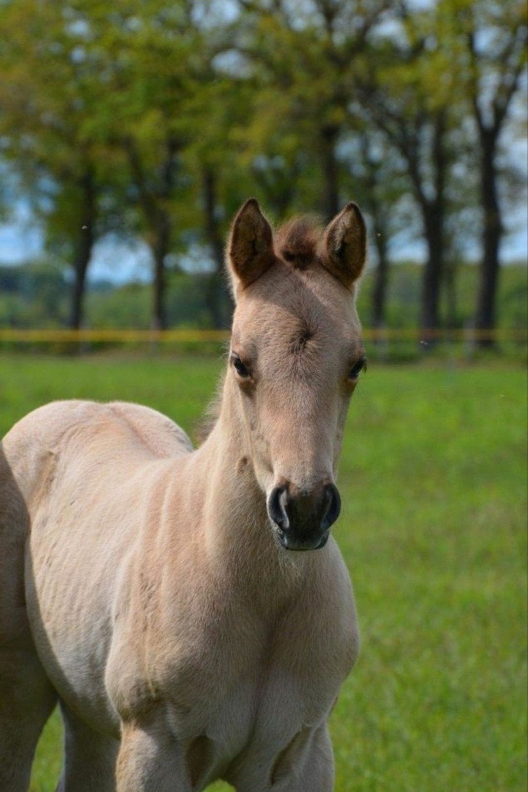 American Quarter Horse Stutfohlen Dunskin, Dieren en Toebehoren, Paarden, Merrie, Minder dan 160 cm, Met stamboom, Niet van toepassing