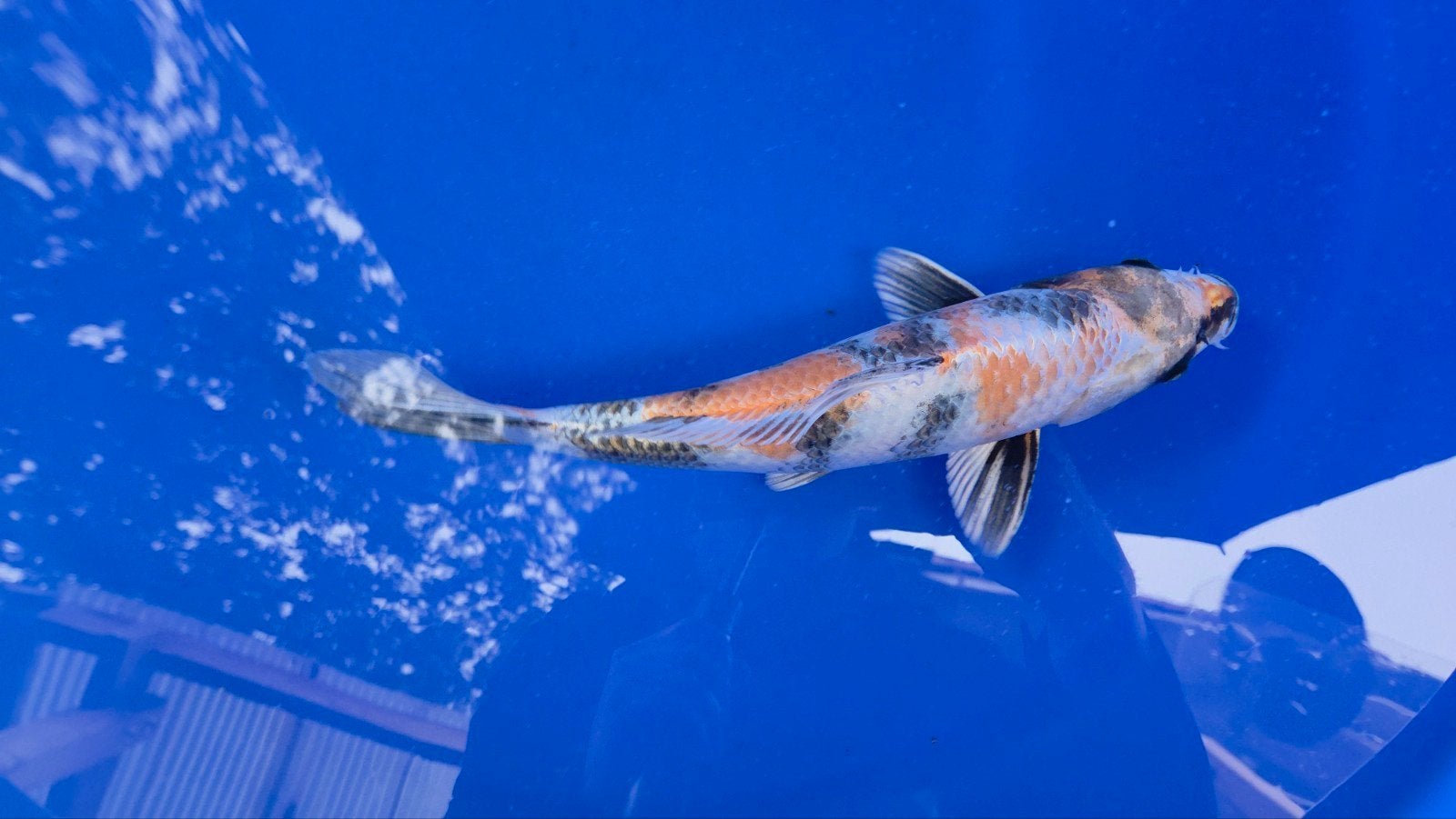 kin showa koi, Dieren en Toebehoren, Karper of Koi
