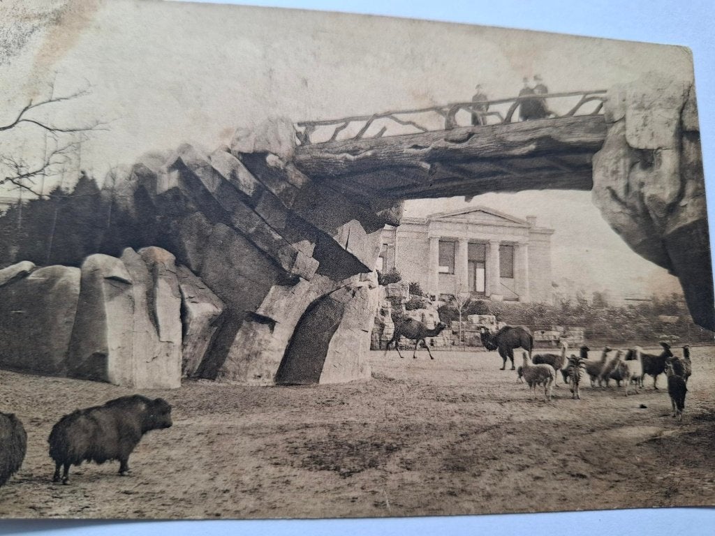 Zoo, Ophalen of Verzenden, 1920 tot 1940, Ongelopen, Wild dier