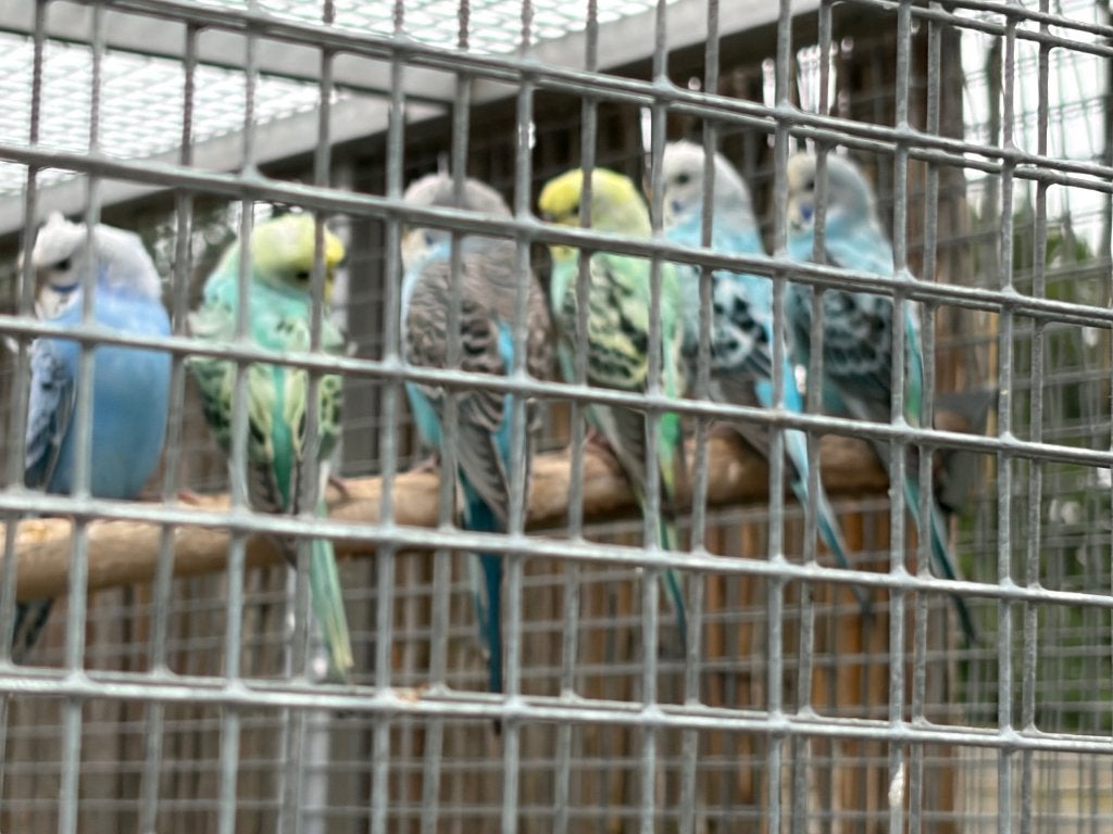 Helikopter grasparkieten en splitten, Dieren en Toebehoren, Vogels | Parkieten en Papegaaien, Meerdere dieren, Parkiet, Geringd