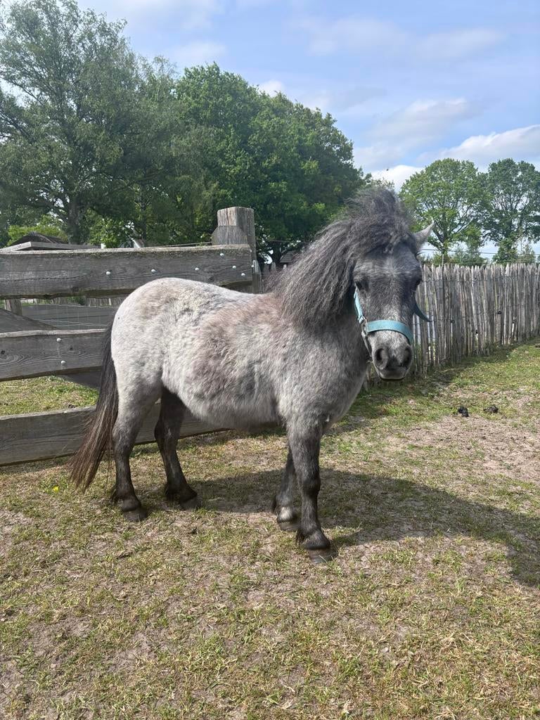 2 shetlander merries, 3 jaar en 7 jaar, Dieren en Toebehoren, Pony's, Merrie, A pony (tot 1.17m), Ontwormd