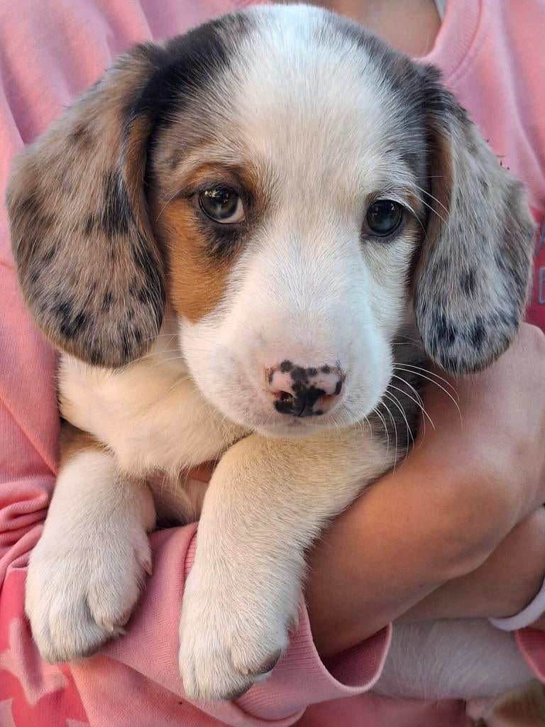 Uniek! Mooie Beagle / Basset x Welsh Corgi puppy's puppies, Parvo, Beagle, 8 tot 15 weken, Meerdere