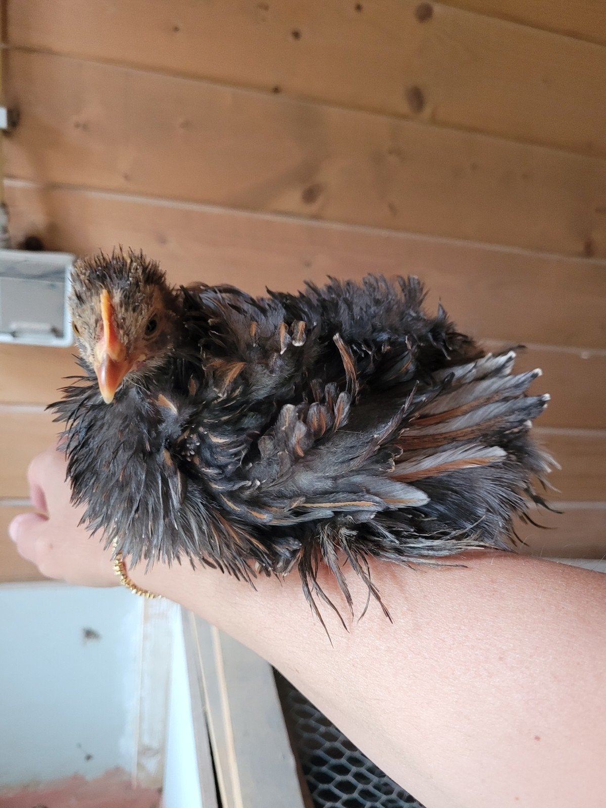 Jong cochin kriel haantje, Dieren en Toebehoren, Mannelijk, Kip