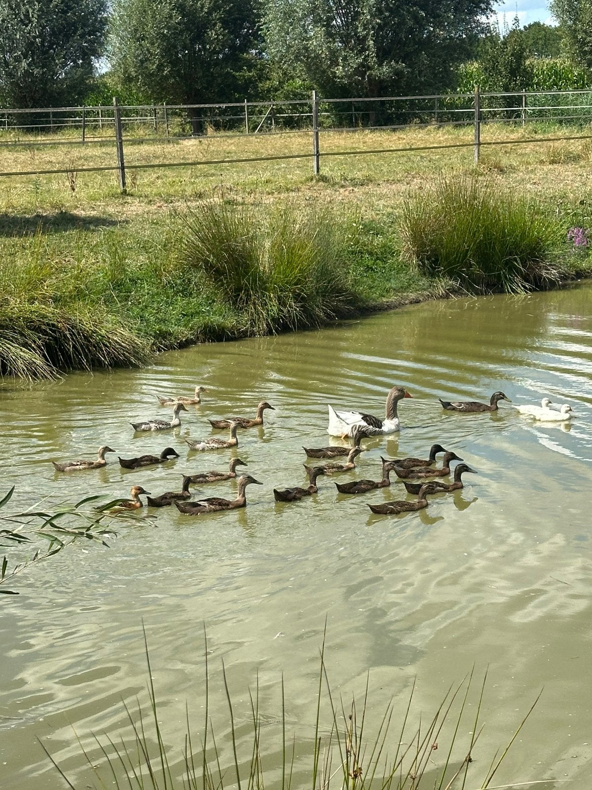 Raszuivere Indische loopeenden, Dieren en Toebehoren, Meerdere dieren, Eend