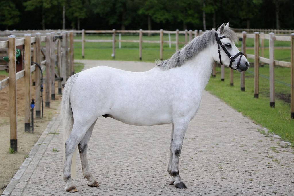 Talentvolle b pony, Dieren en Toebehoren, Pony's, Met stamboom, B, Ruin, 3 tot 6 jaar