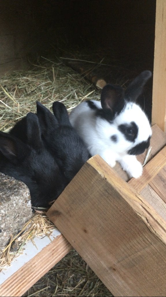Tamme Lotharinger konijntjes, Dieren en Toebehoren, Konijnen, Geslacht onbekend, Middelgroot, 0 tot 2 jaar