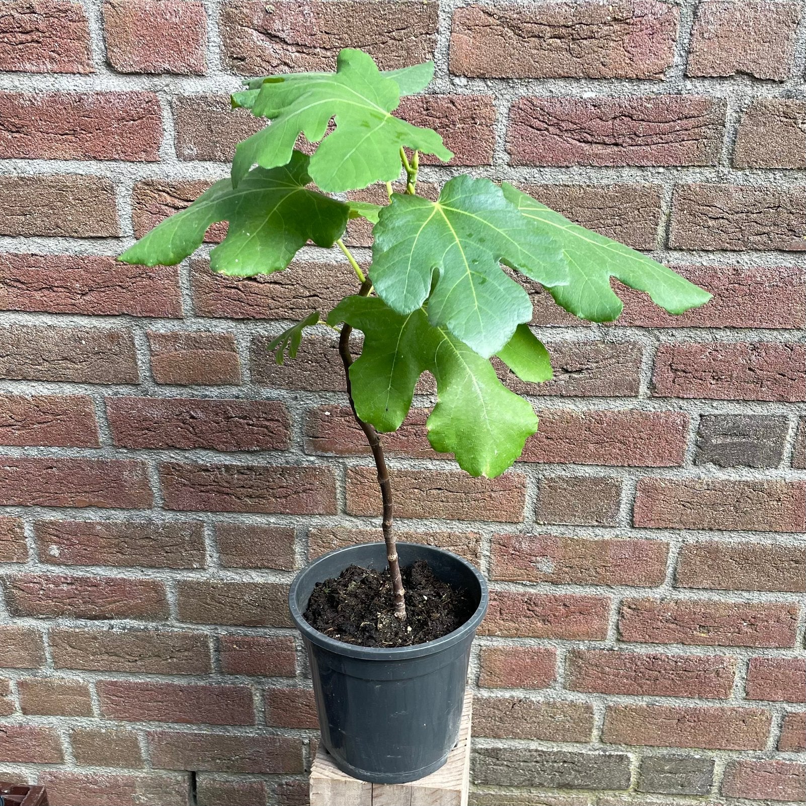 Vijgenboom, Ophalen, Minder dan 100 cm, Volle zon, In pot