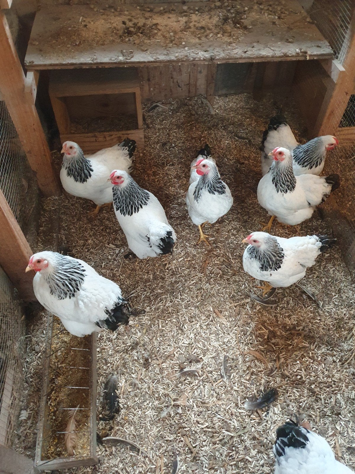 Wyandotte kriel kuikens, Meerdere dieren, Kip
