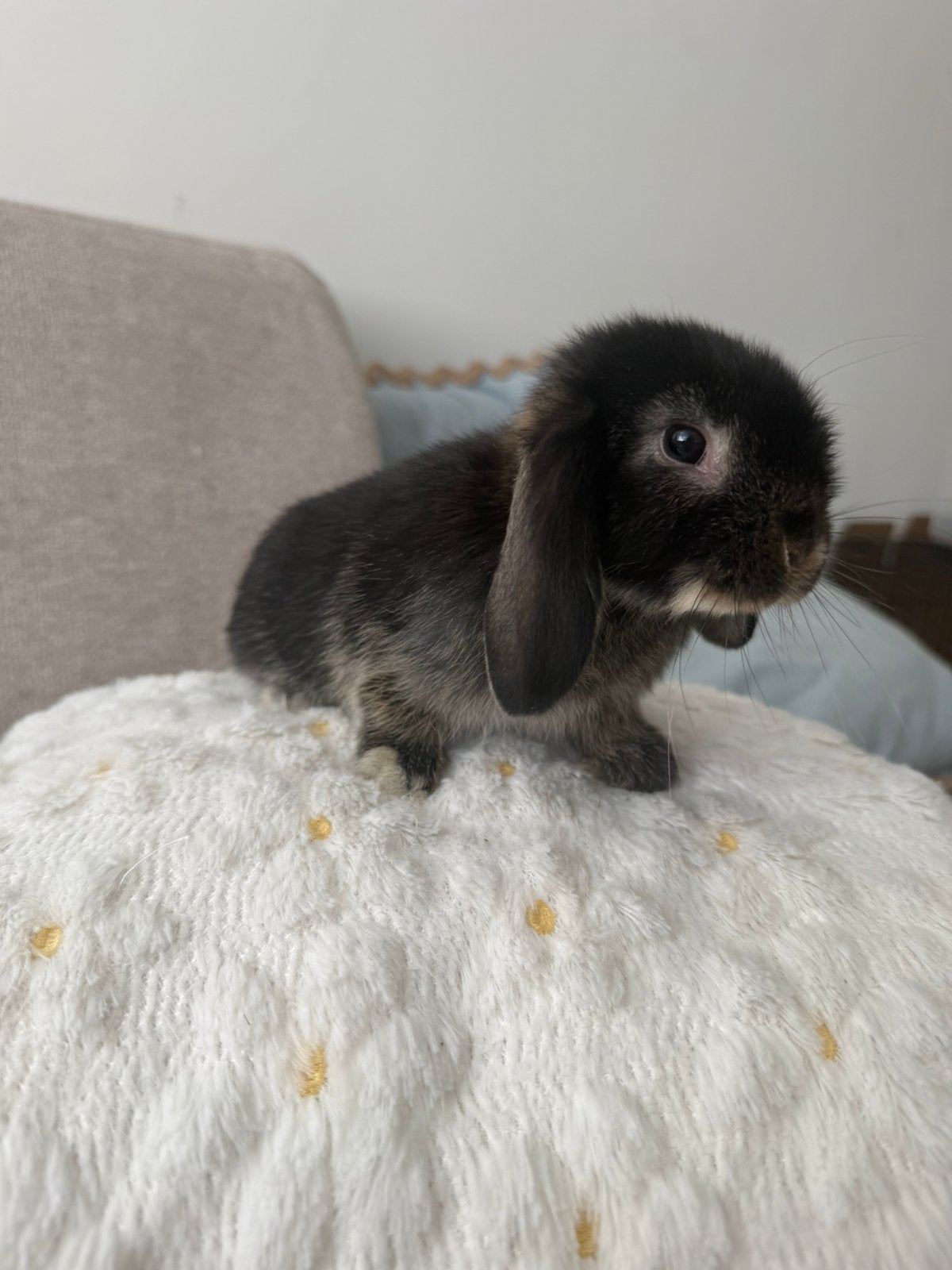 Nhd ram, Dieren en Toebehoren, Mannelijk, Dwerg
