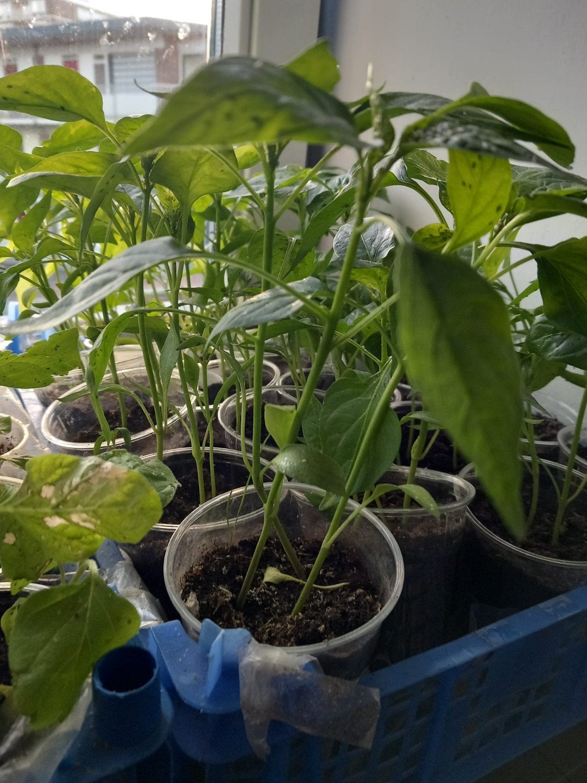 Peper en aubergine planten, Ophalen, Eenjarig, Groenteplanten, Volle zon
