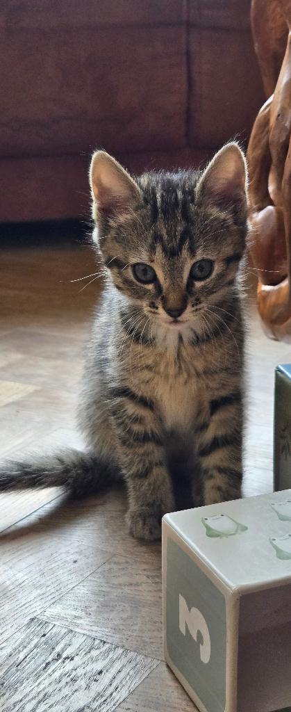 Kittens Europese korthaar, Meerdere dieren, Ontwormd, 0 tot 2 jaar