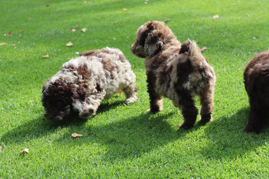 Mini doodle pups te koop, Parvo, Nederland, Overige rassen, 8 tot 15 weken