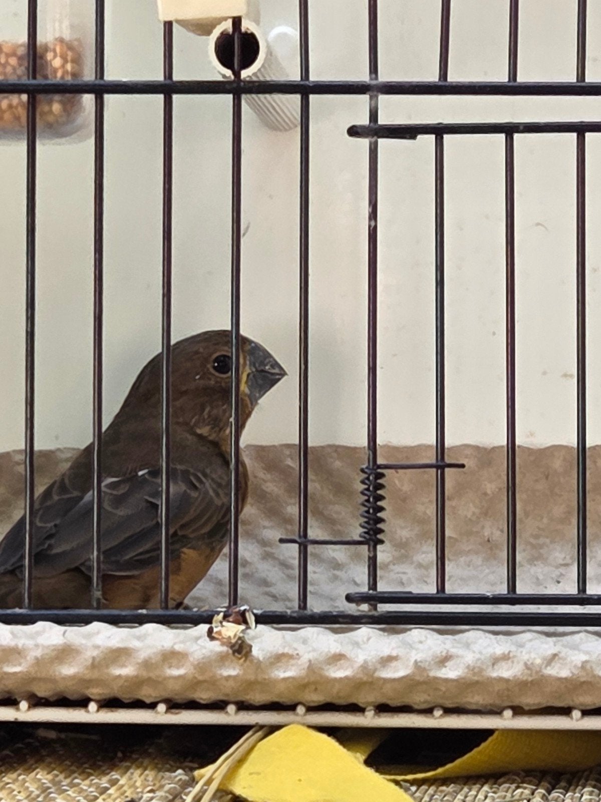 twatwa poppen geringd 2026, Dieren en Toebehoren, Vrouwelijk, Geringd