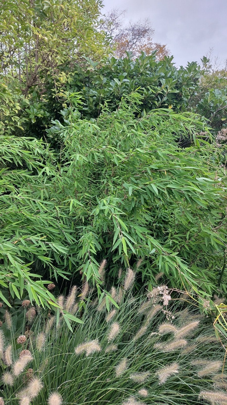 Te Koop: niet woekerende bamboe, Tuin en Terras, Ophalen, Bloeit niet, Overige soorten, Halfschaduw