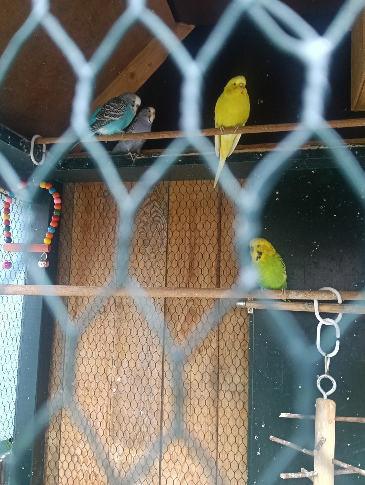 Grasparkietjes te koop, Dieren en Toebehoren, Vogels | Parkieten en Papegaaien, Meerdere dieren, Parkiet