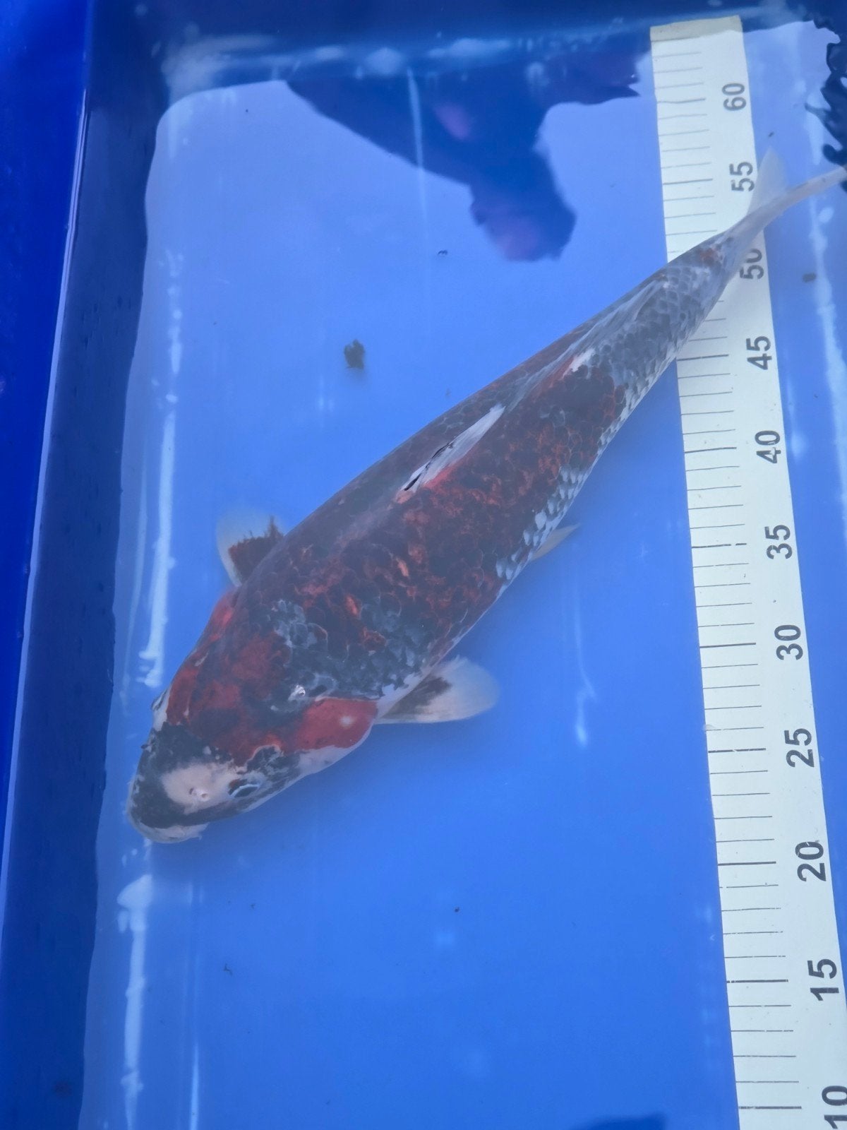 goshiki 44 cm, Dieren en Toebehoren, Karper of Koi