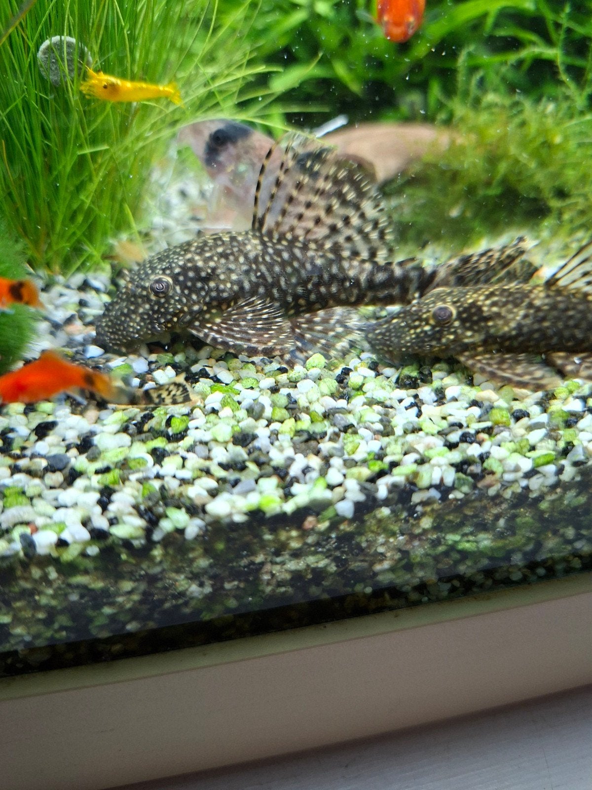 ancistrus algeneter, Vis