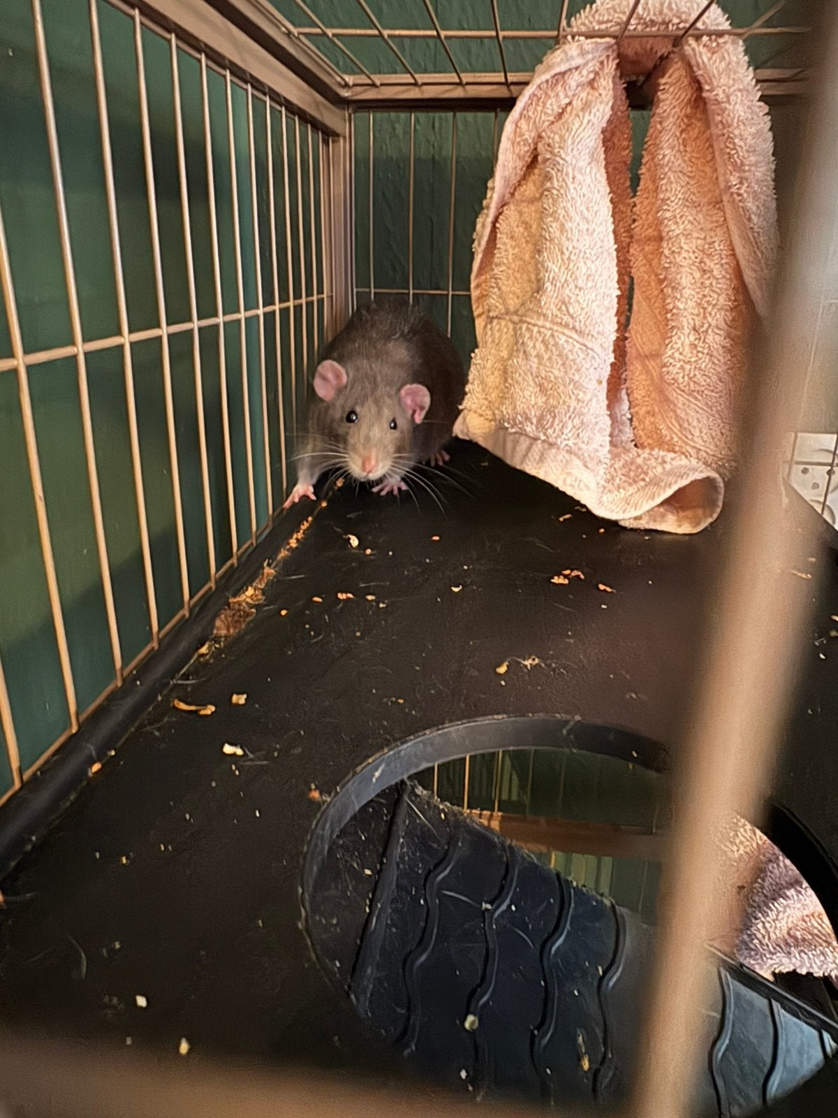 Rat zoekt maatje - gratis op te halen voor een fijn huis, Dieren en Toebehoren, Knaagdieren, December, Mannelijk, Rat