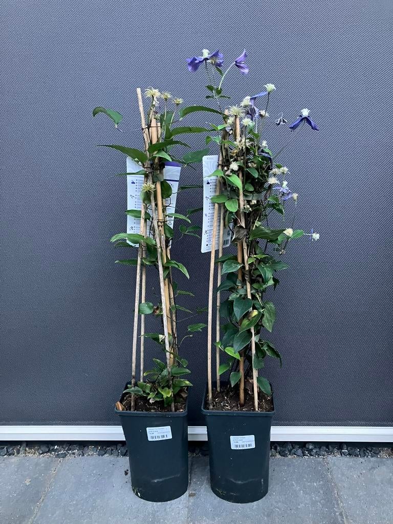 Klimplanten, Ophalen, Zomer, Klimplanten, Volle zon