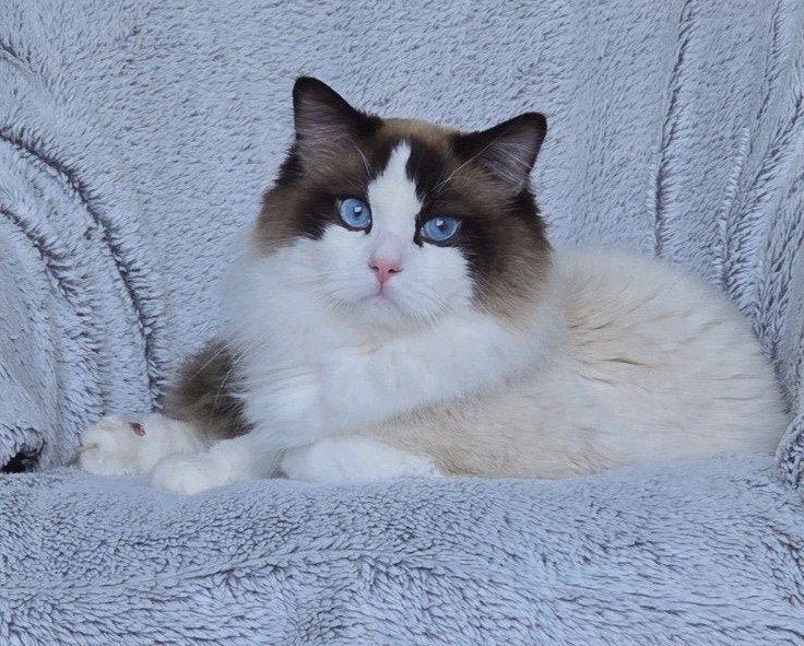 Ragdoll Bicolour Seal Point dekkater getest ervaren stamboom