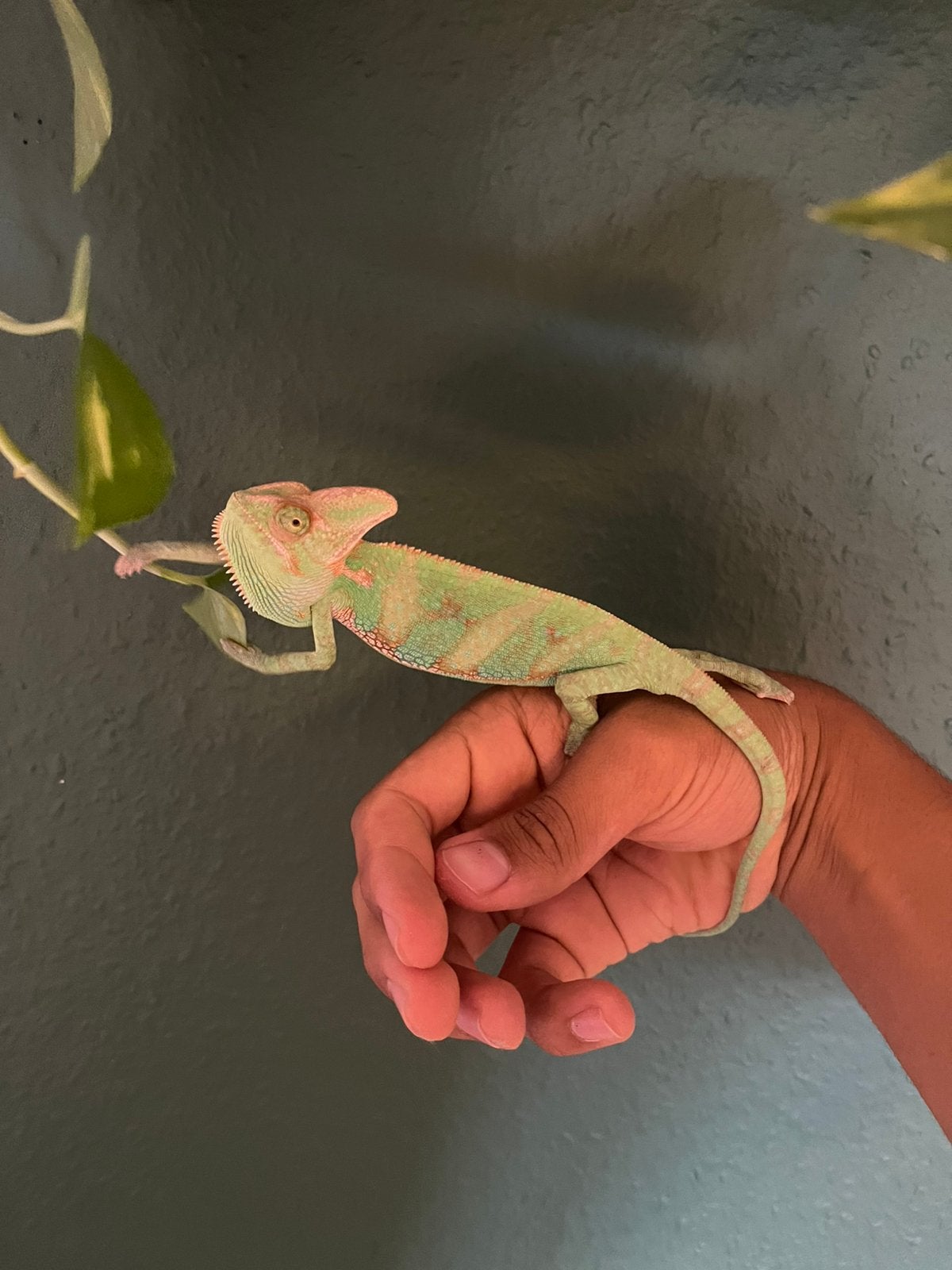 Jemenkameleon man met terrarium Chameleon photo 6