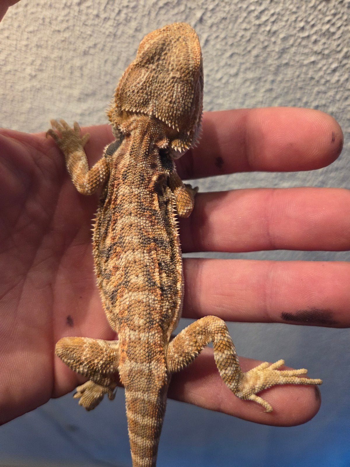 Baardagaam Pogona Vitticeps Red Orange Tiger Bearded Dragon - male for sale from r.greven1983