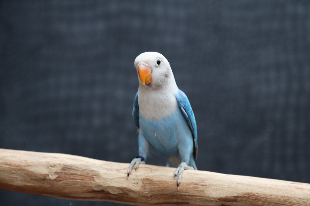 Jonge Baby Agapornis | Fischeri | Div. Kleuren | Handtam, Dieren en Toebehoren, Meerdere dieren, Dwergpapegaai of Agapornis, Pratend