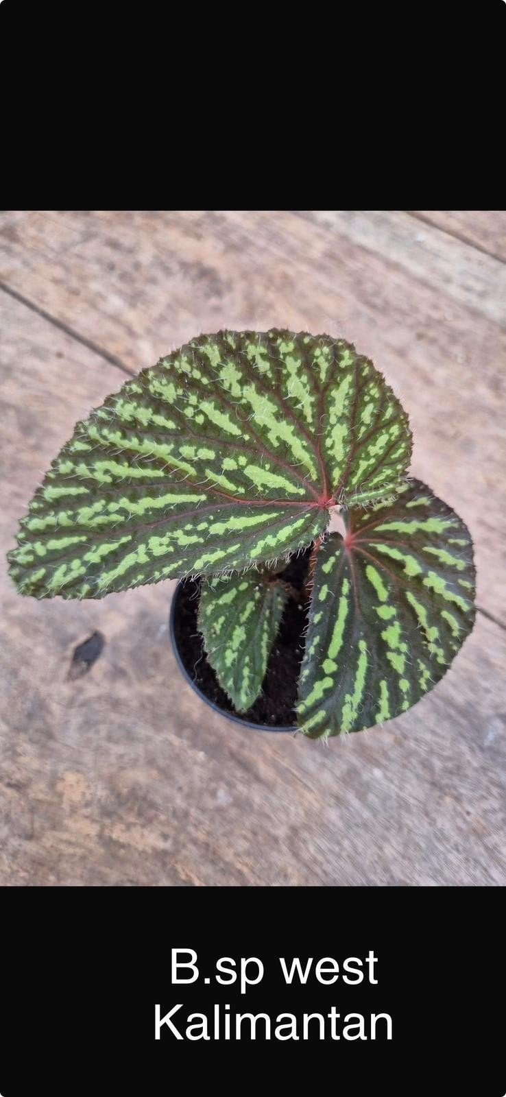 Begonia Sp. West Kalimantan p7