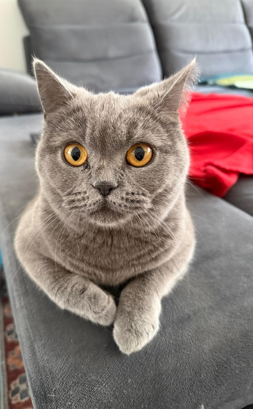 Britse Korthaar, Dieren en Toebehoren, Katten en Kittens | Raskatten | Korthaar, Poes, Ontwormd, 0 tot 2 jaar