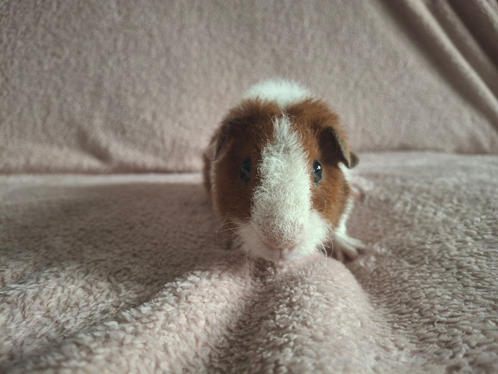 US Teddy beer, Dieren en Toebehoren, Knaagdieren, Cavia, Mannelijk, Juli, Tam