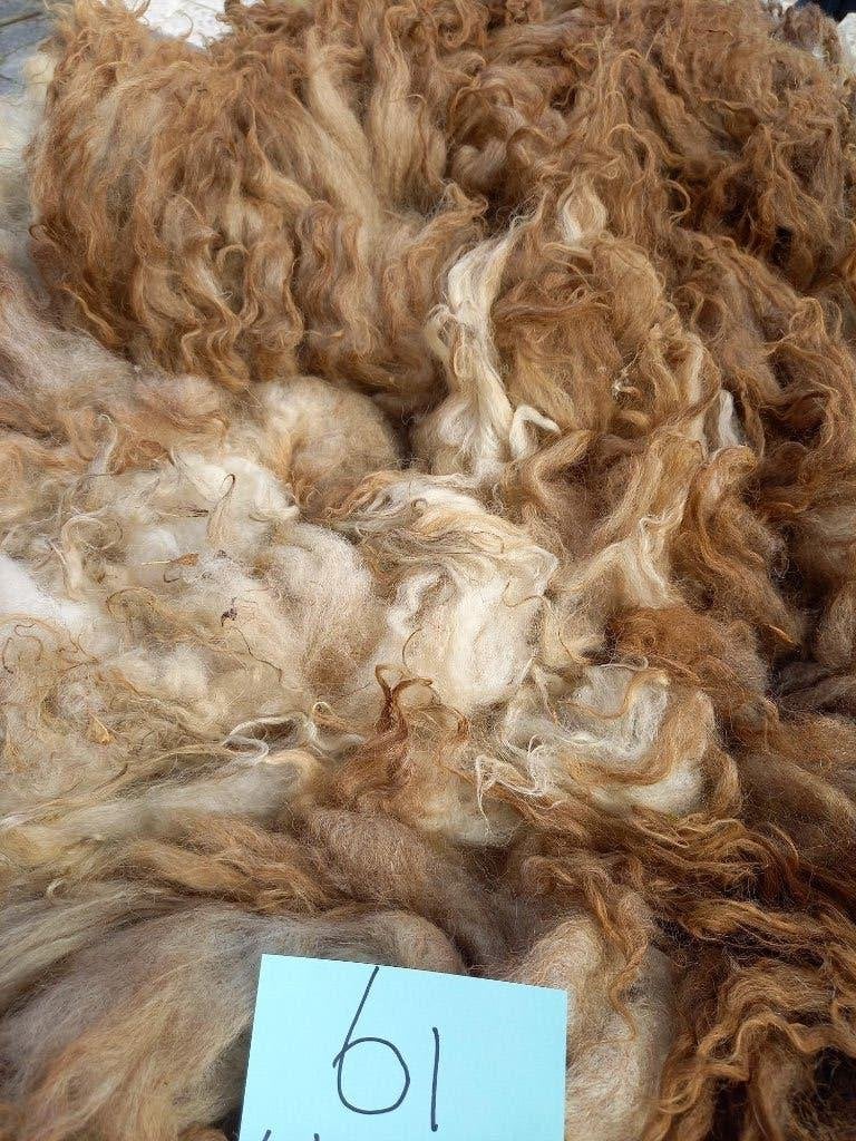 nr 61 Geschoren vacht van Schoonebeker heideschaap lam, Ophalen of Verzenden, Nieuw