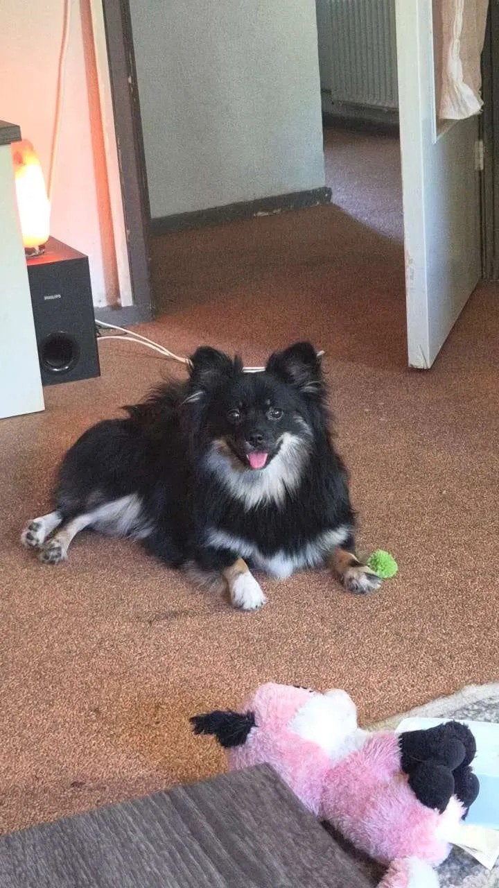 Lieve joey pommeriaan zoekt een 4ever home!, Dieren en Toebehoren, Honden | Chihuahua's en Gezelschapshonden, 15 weken tot 1 jaar