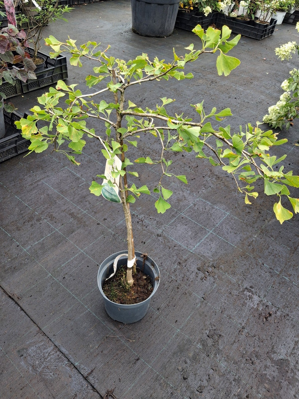 Ginkgo Biloba - Japanse Notenboom in pot 100cm, Tuin en Terras, Planten | Bomen, In pot, Bloeit niet, Halfschaduw, Minder dan 100 cm