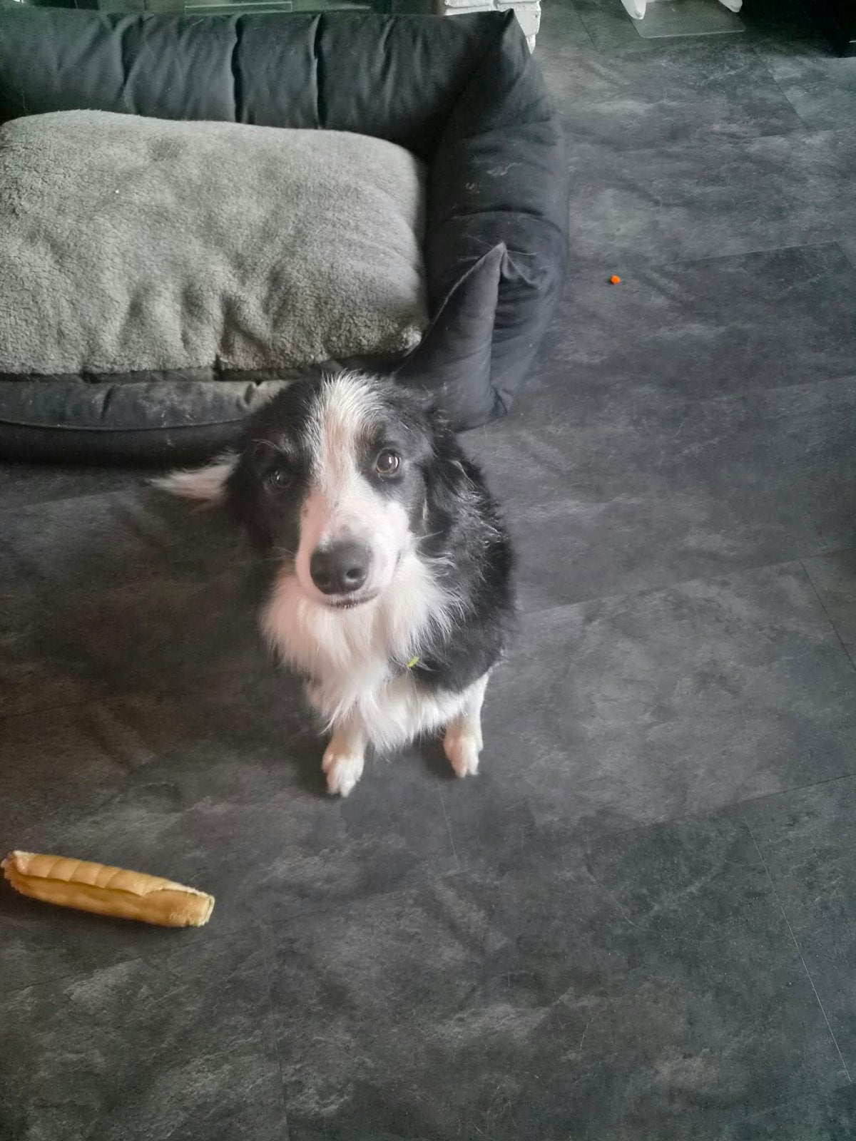 Border Collie Reu, 1,5 jaar, Dieren en Toebehoren, Reu, CDV (hondenziekte), 1 tot 2 jaar, Collie