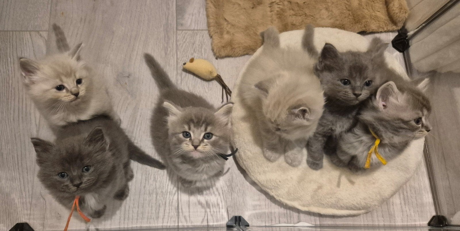 Ragdoll kittens met stamboom, Poes, Met stamboom