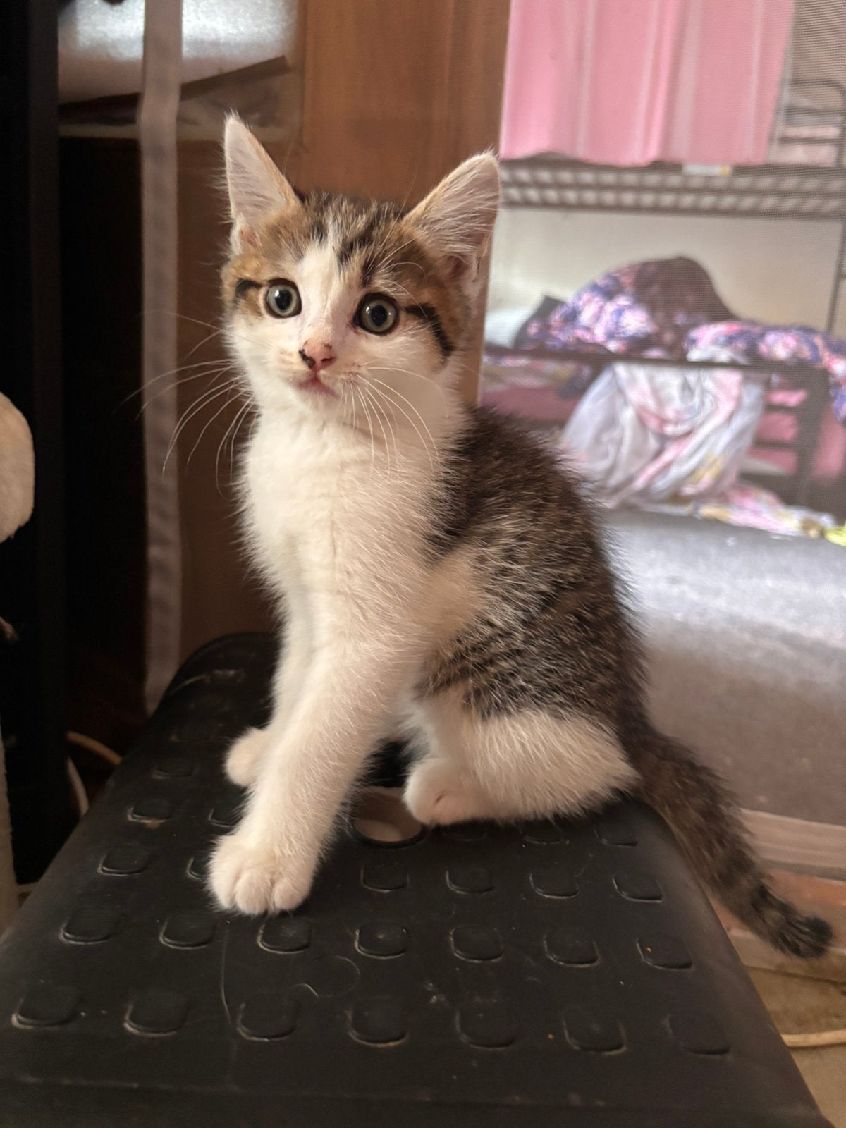 2 mooie half britse korthaar kittens (katers), Meerdere dieren, 0 tot 2 jaar