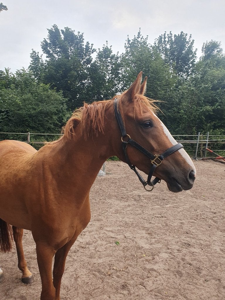 Aansprekende 3 jarige merrie, E maat, Dieren en Toebehoren, Pony's, Met stamboom, Springpony, 3 tot 6 jaar, Onbeleerd