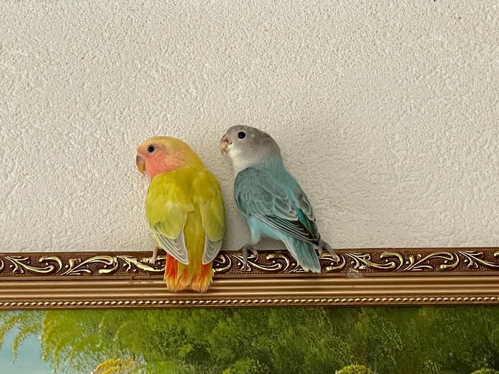 Agapornis Dwergpapegaai Lovebird Handtam bijt niet, Meerdere dieren, Dwergpapegaai of Agapornis, Geringd