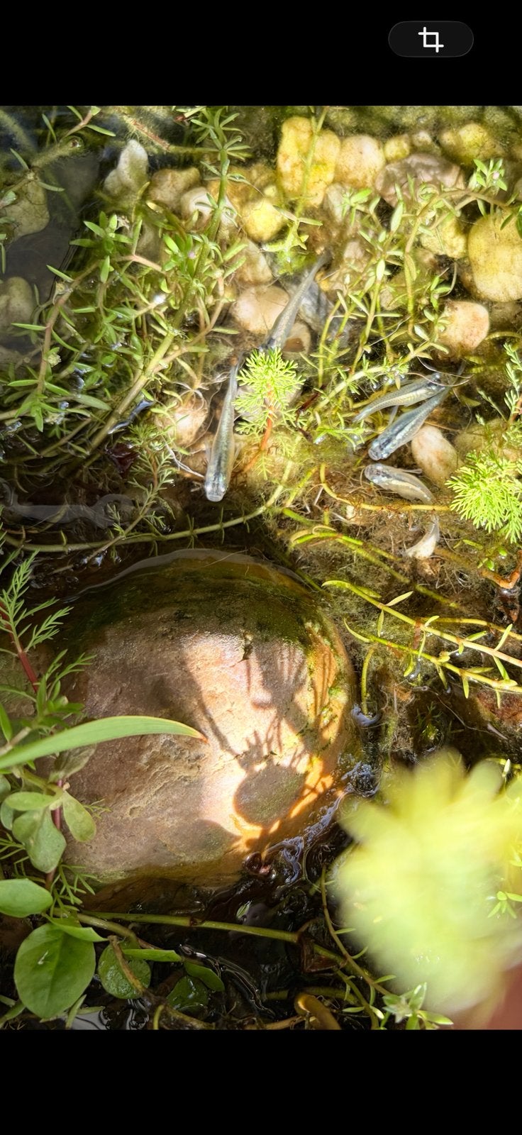 Medaka’s silver blue longfins, Karper of Koi