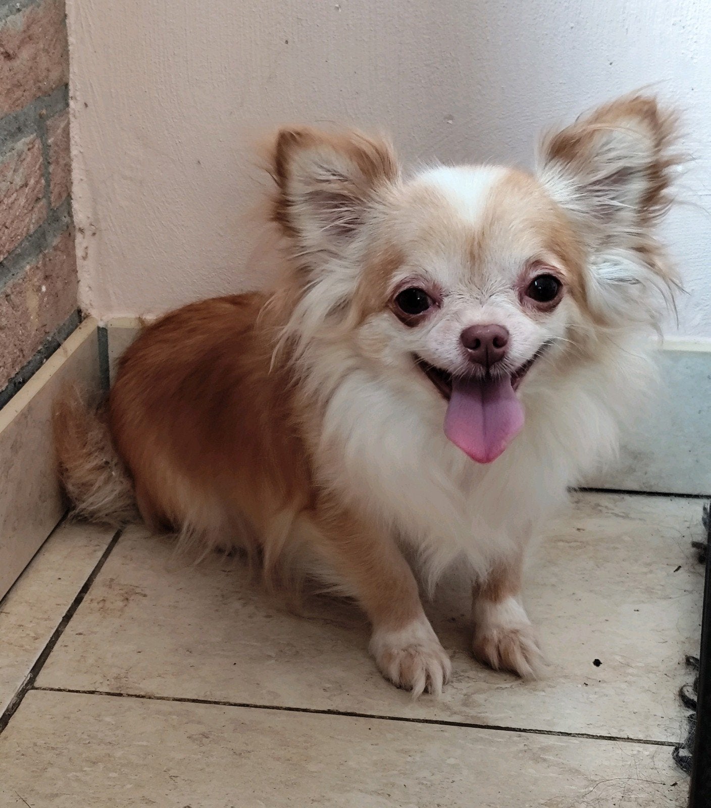lieve chihuahua teefje, Dieren en Toebehoren, Parvo, Teef, Eén hond, Chihuahua