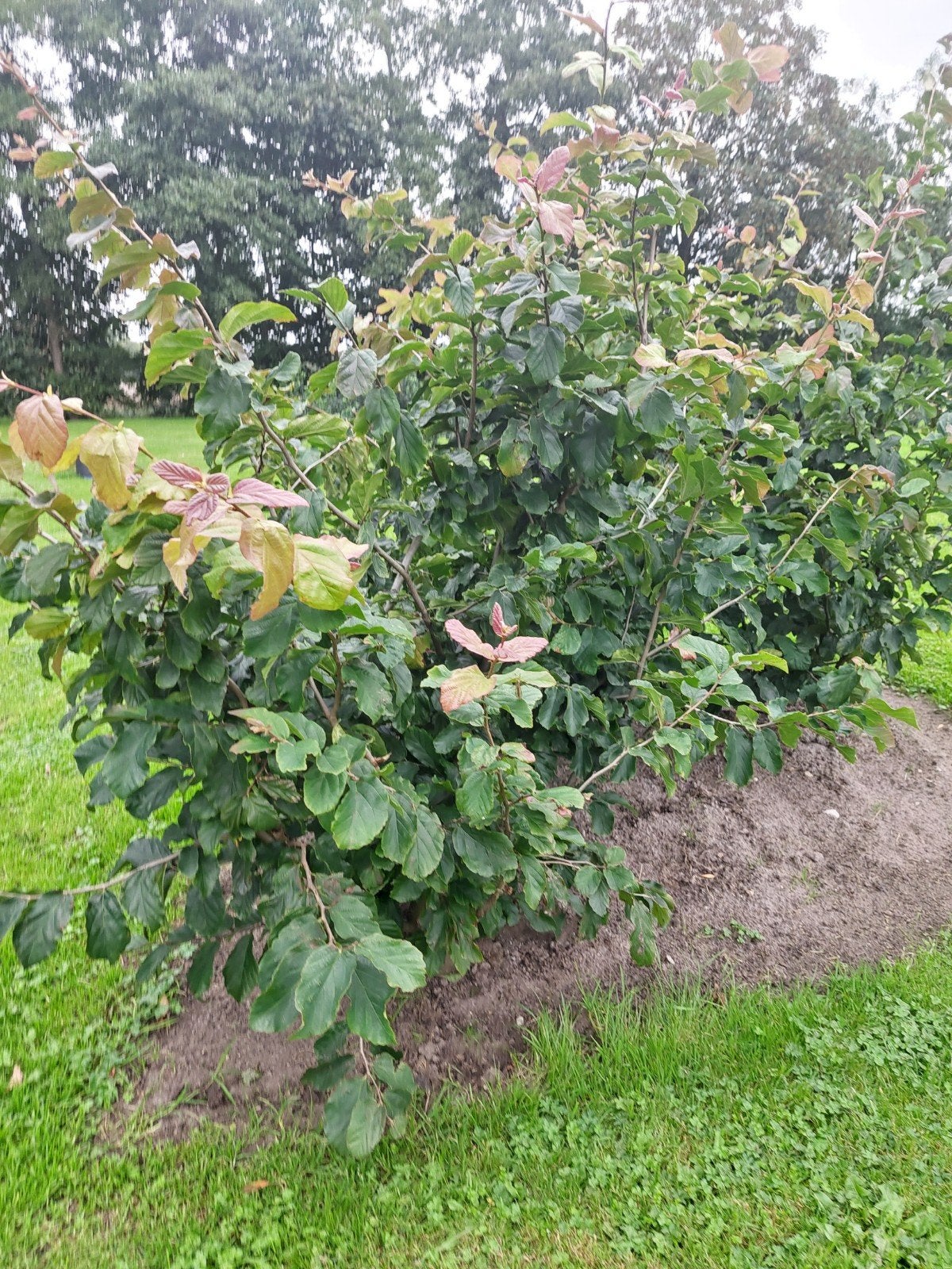 Perzisch ijzerhout Parottia Felicie 140-160, Tuin en Terras, Ophalen of Verzenden, Overige soorten, Struik, 100 tot 250 cm