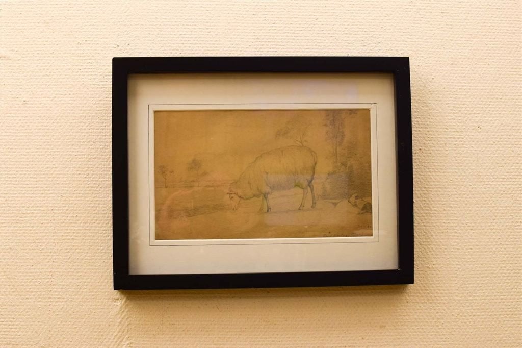 Prent / tekening van een Schaap 49012