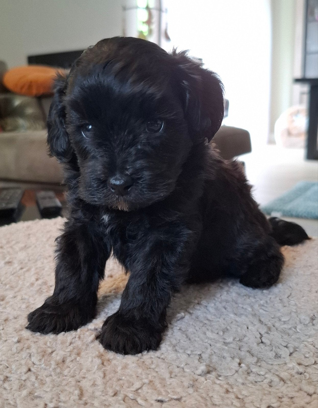 Prachtige klein blijvende Toy/Maltipoo pups met garantie!, Dieren en Toebehoren, Honden | Chihuahua's en Gezelschapshonden, Poedel