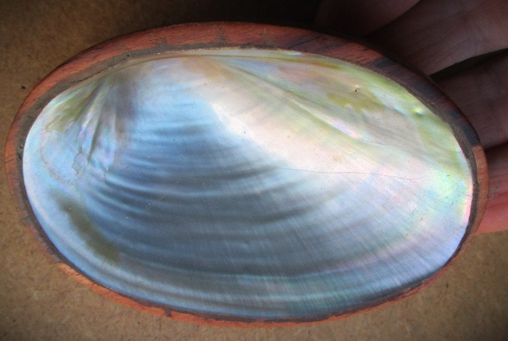 Abalone Schelp in Houten Frame~Oud of vintage schelpje~siera, Ophalen of Verzenden, Huis en Inrichting