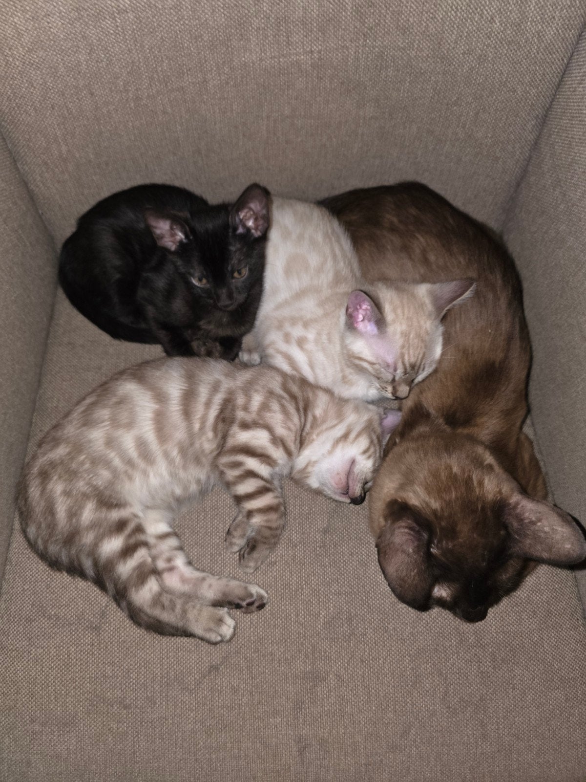 ras zuivere bengaal kittens mogen het nest verlaten, Dieren en Toebehoren, Meerdere dieren, Gechipt, 0 tot 2 jaar