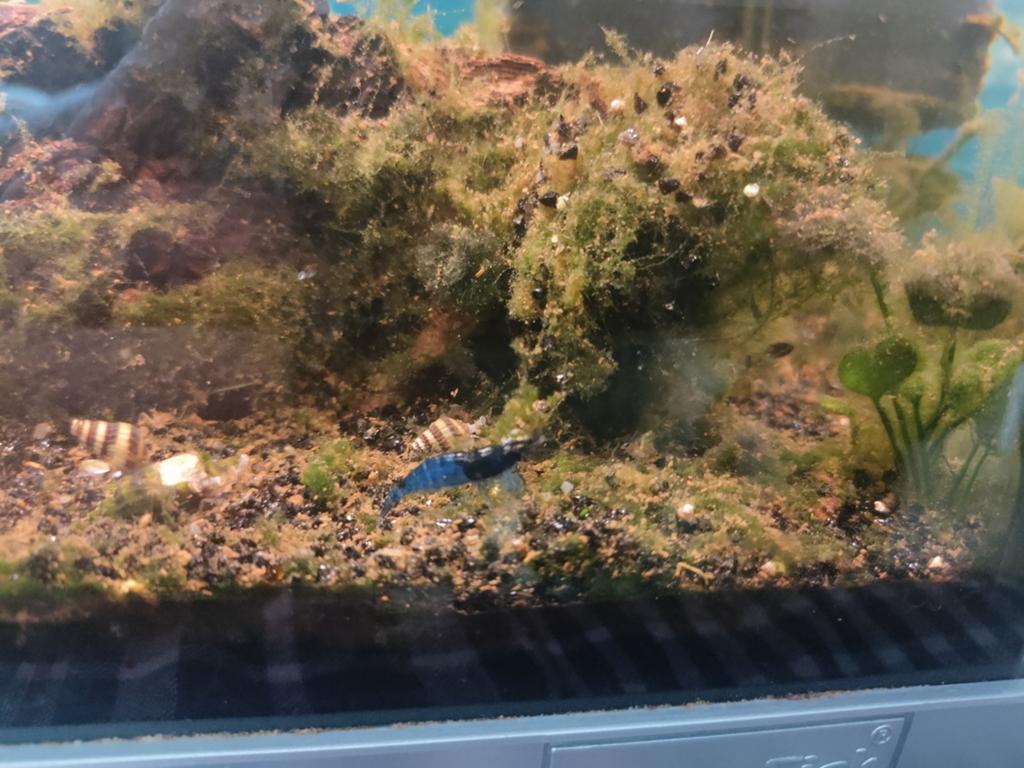 Blauwe zoetwater garnalen 4 stuk, Dieren en Toebehoren, Vissen | Aquariumvissen, Kreeft, Krab of Garnaal