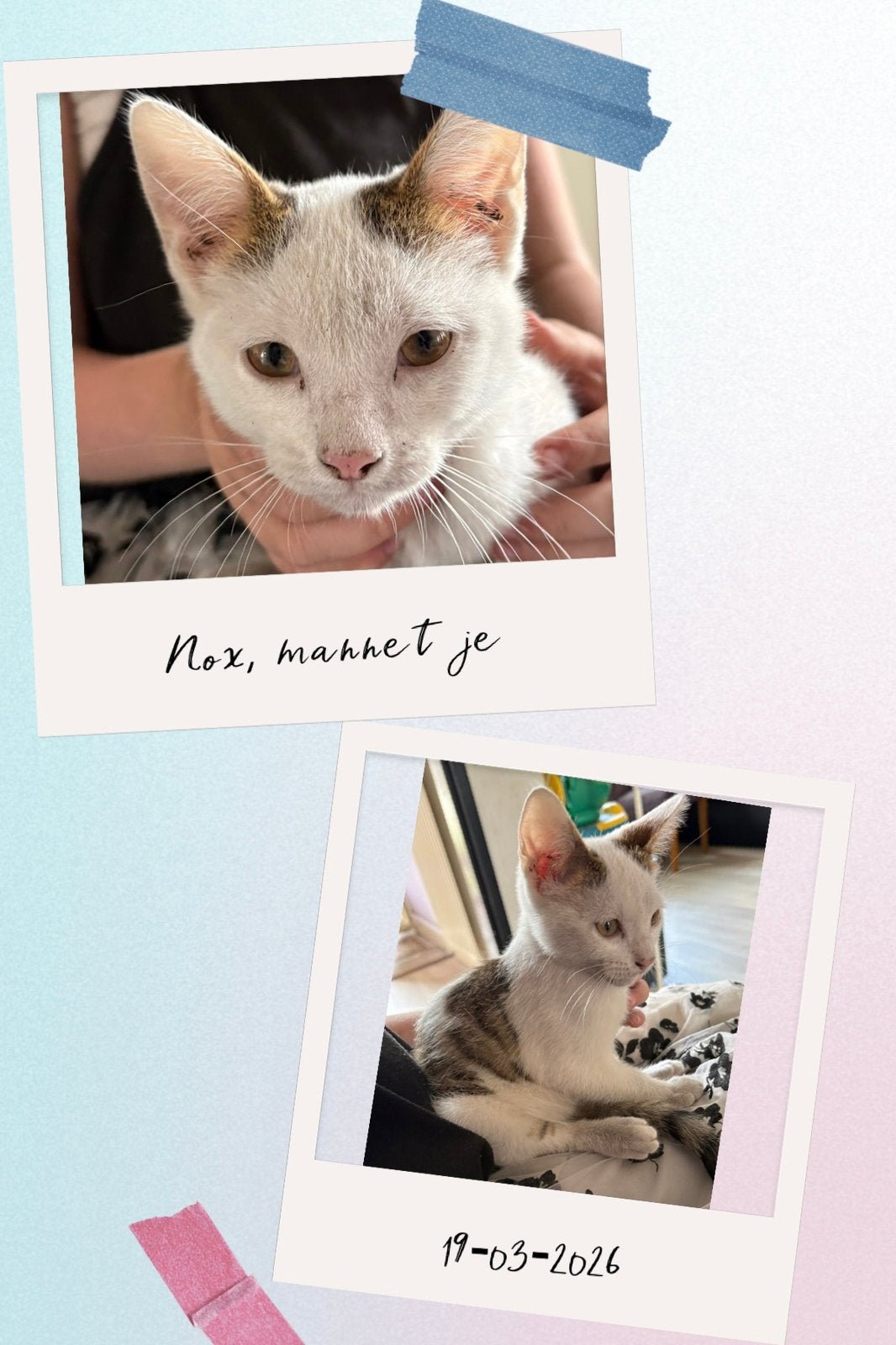 2 Lieve kittens zoeken een liefdevol nieuw huisj!, Dieren en Toebehoren, Katten en Kittens | Overige Katten, Meerdere dieren