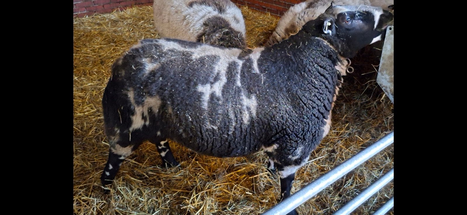 bonte dekram, Dieren en Toebehoren