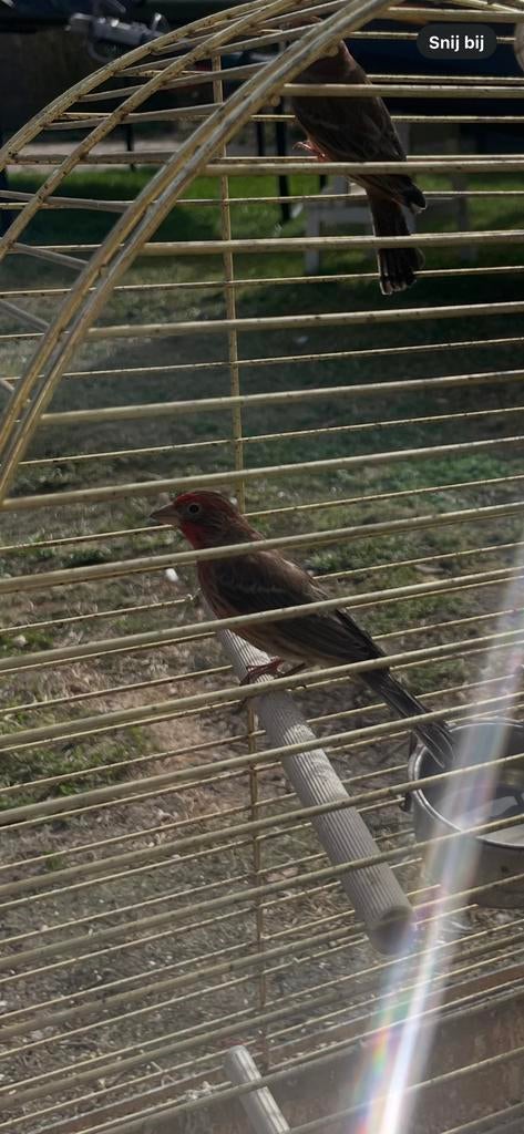 Roodmussen mannentjes 24/25, Mannelijk, Tropenvogel
